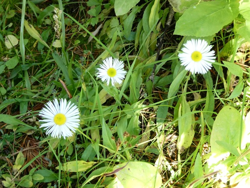 Large Mountain Fleabane photo 3