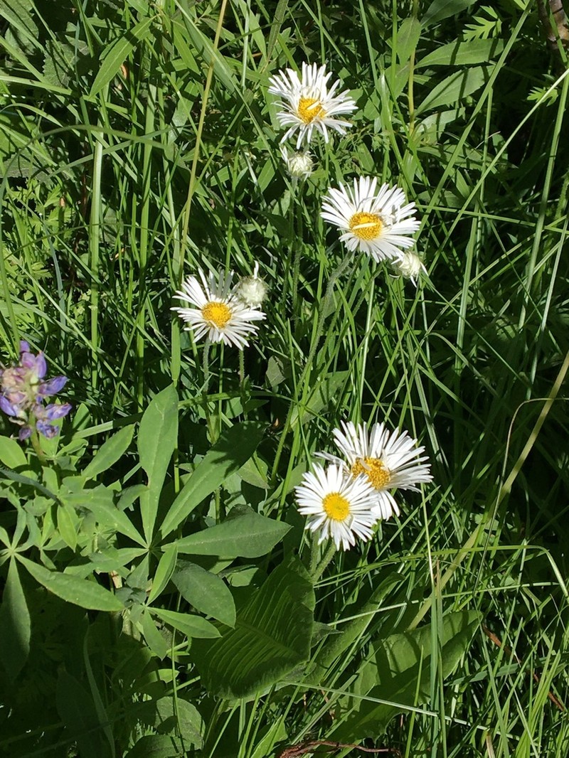 Large Mountain Fleabane photo 4