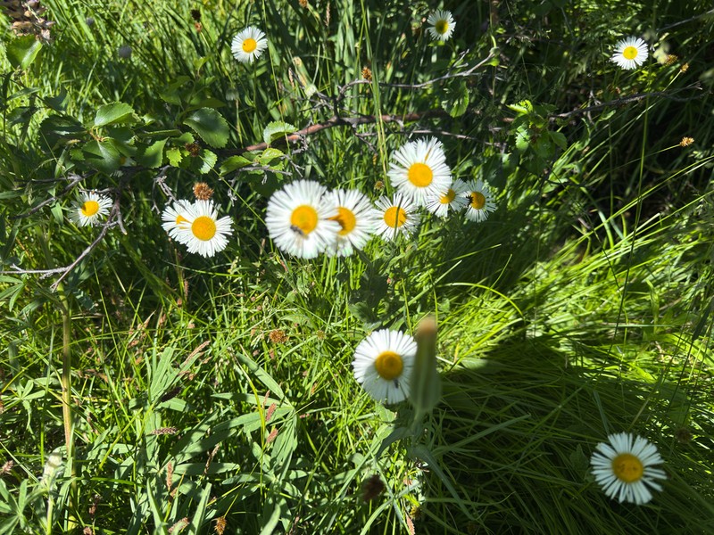 Large Mountain Fleabane photo 5