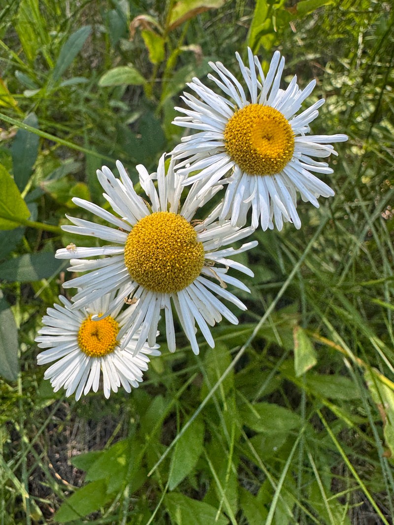 Large Mountain Fleabane photo 6