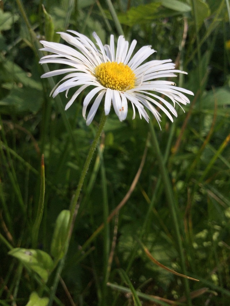 Large Mountain Fleabane photo 7