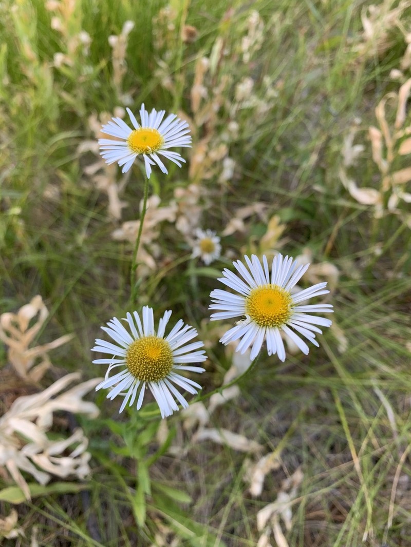 Large Mountain Fleabane photo 8