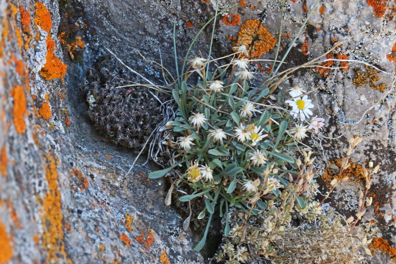 Cronquist's Fleabane