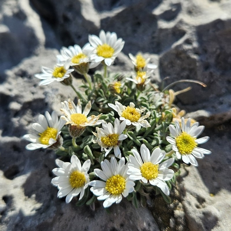 Cronquist's Fleabane