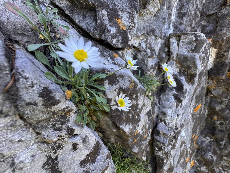 Cronquist's Fleabane photo 2