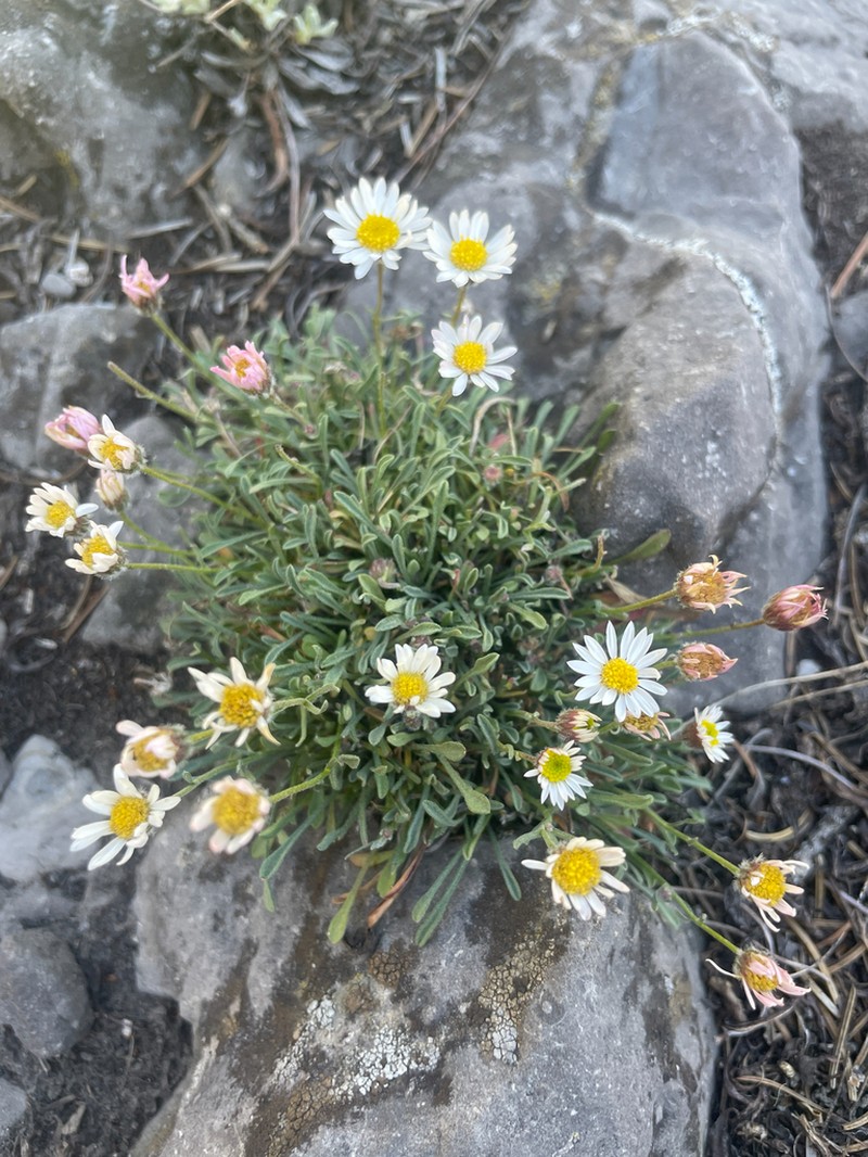 Cronquist's Fleabane photo 3
