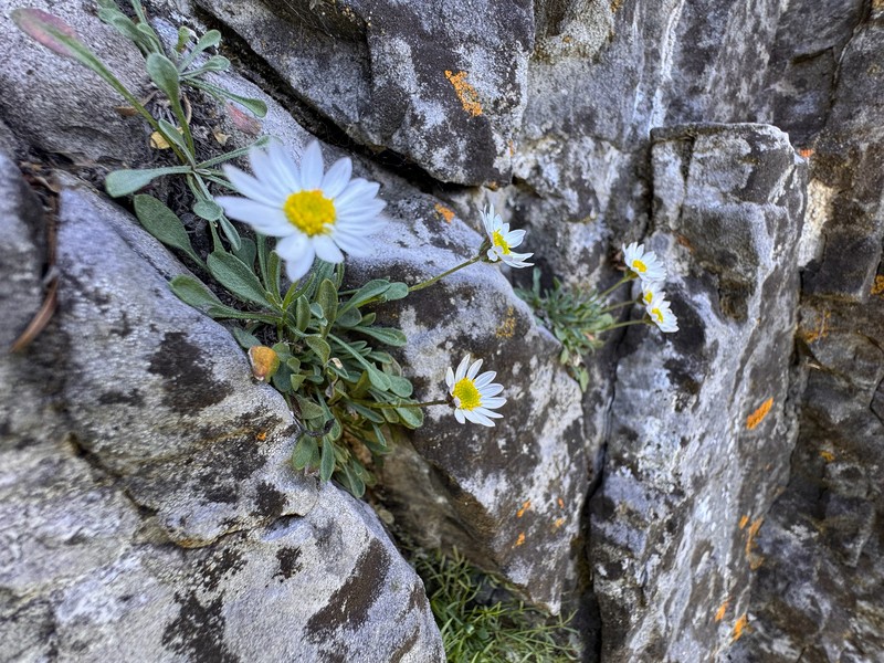 Cronquist's Fleabane photo 5