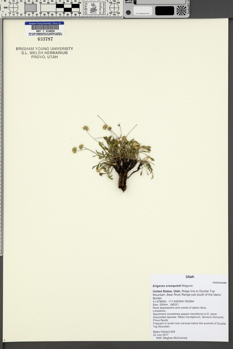 Cronquist's Fleabane photo 6