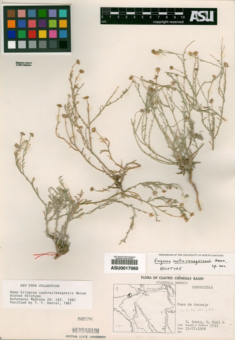 Erigeron cuatrocienegensis