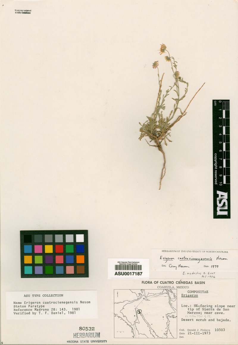 Erigeron cuatrocienegensis photo 4