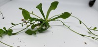 Wedgeleaf Fleabane