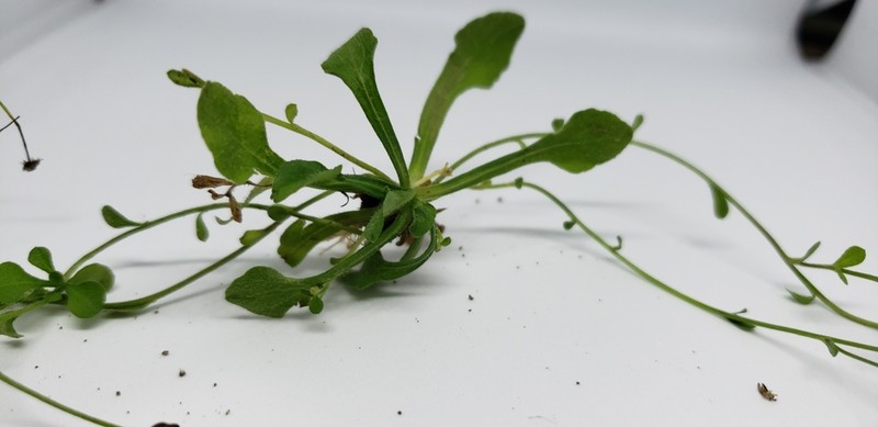 Wedgeleaf Fleabane