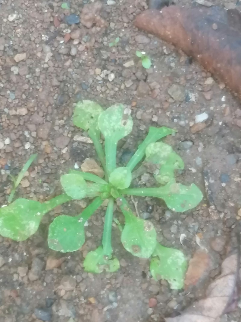 Wedgeleaf Fleabane photo 2