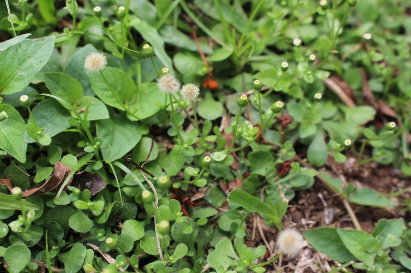 Wedgeleaf Fleabane photo 3