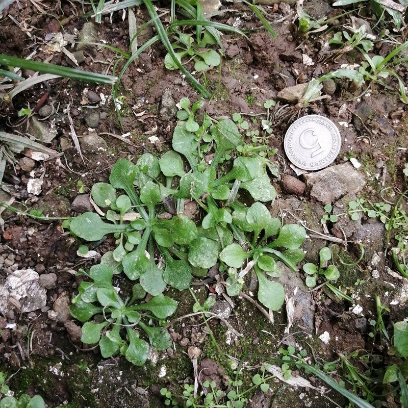 Wedgeleaf Fleabane photo 4