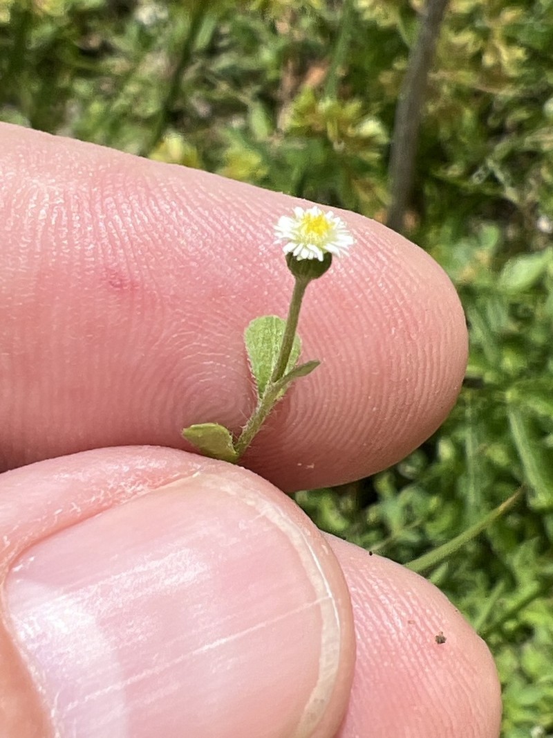 Wedgeleaf Fleabane photo 5
