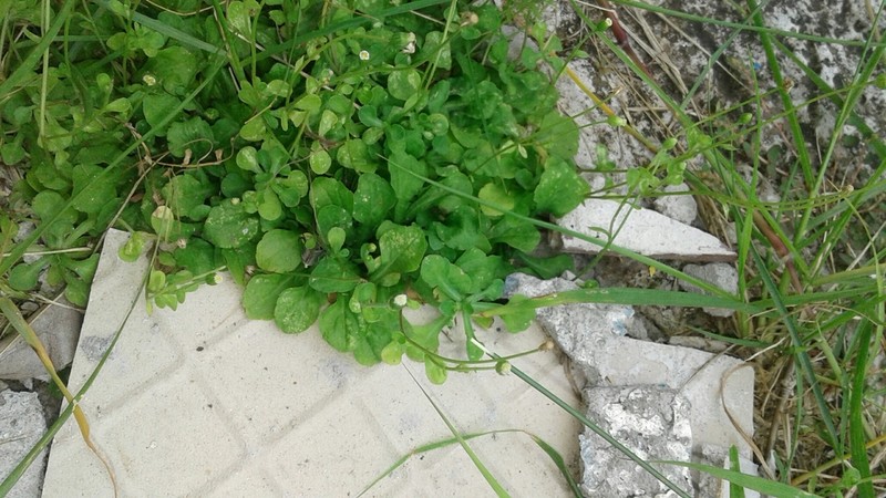 Wedgeleaf Fleabane photo 6