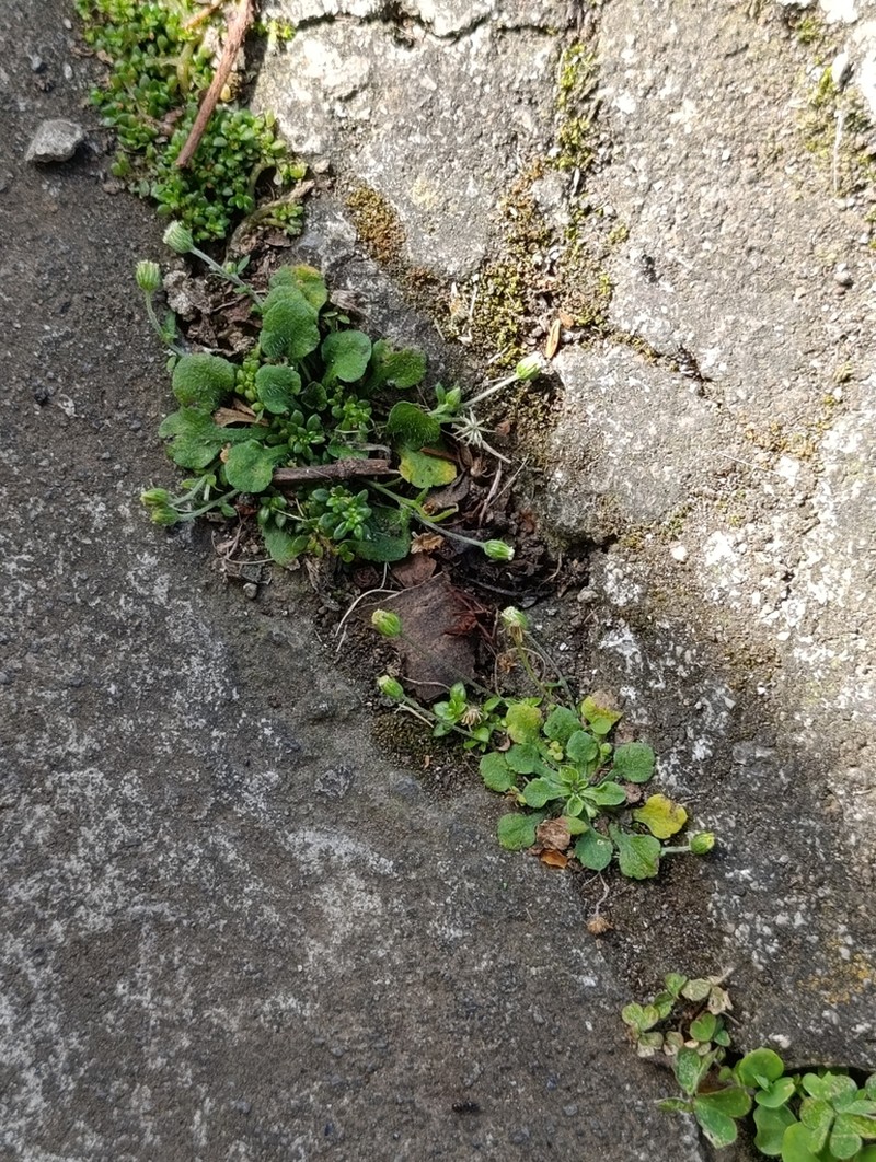 Wedgeleaf Fleabane photo 7