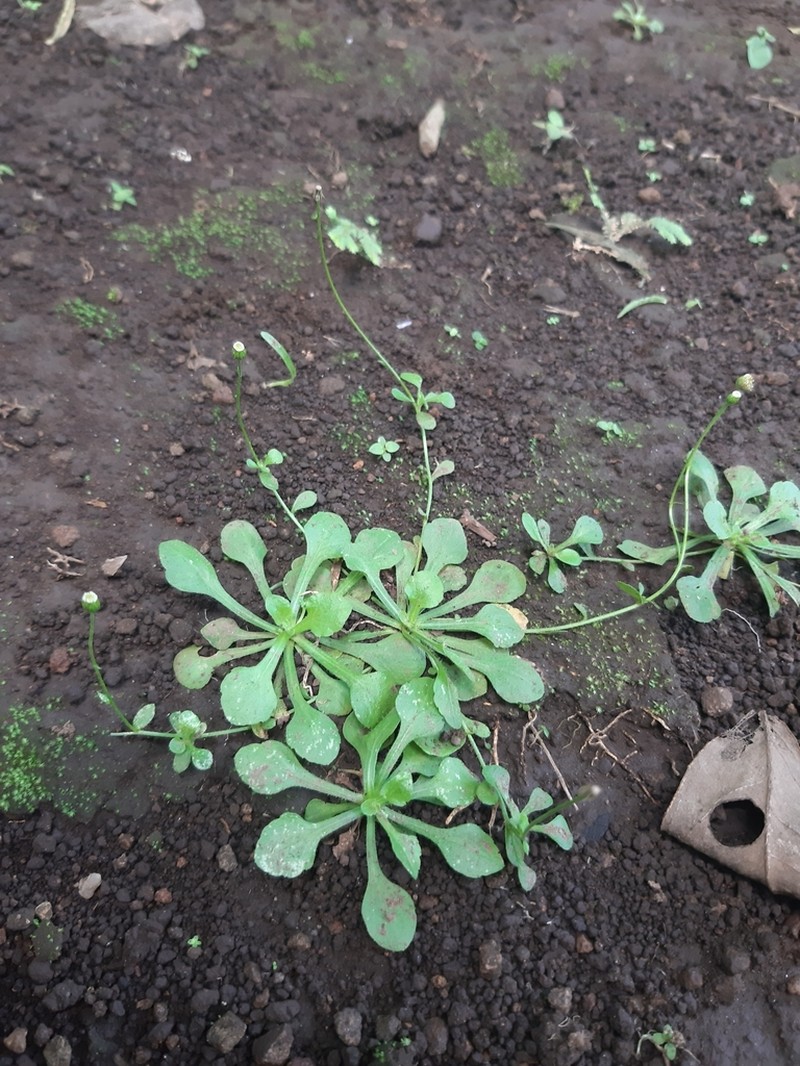 Wedgeleaf Fleabane photo 8