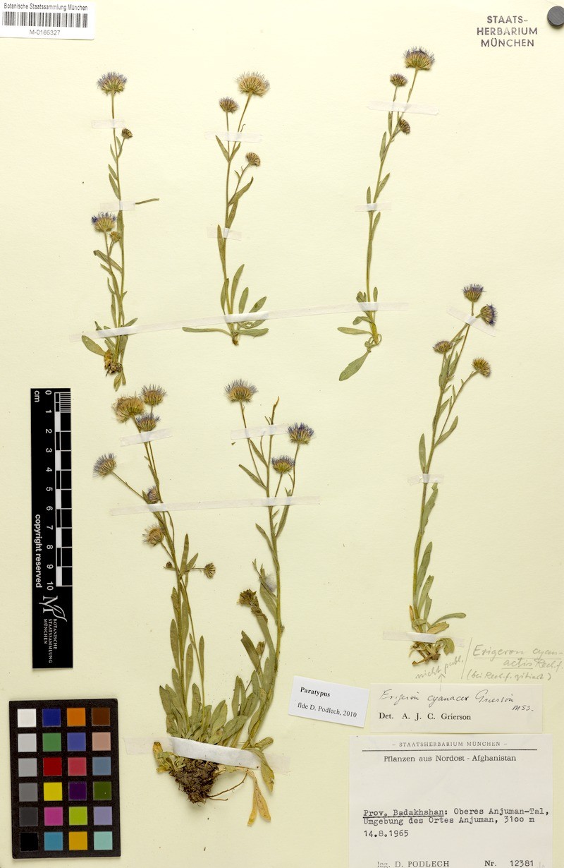 Erigeron cyanactis
