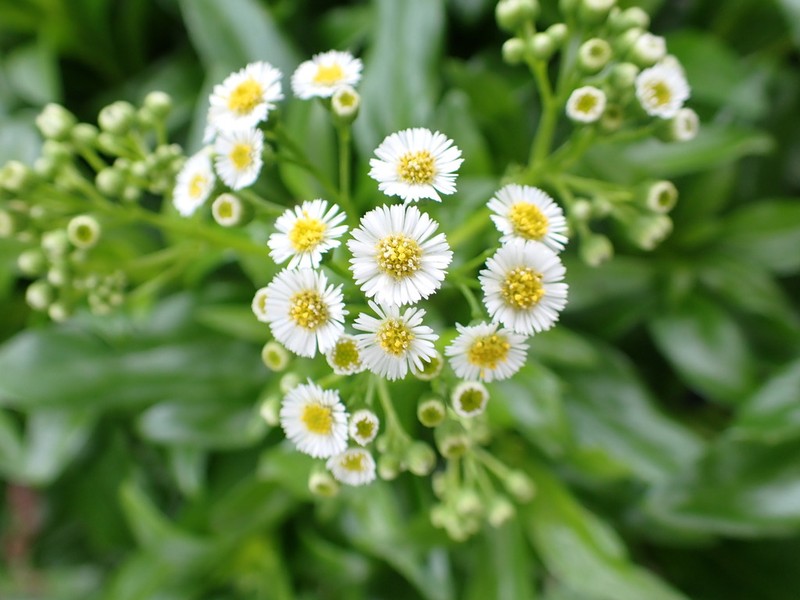 Erigeron darrellianus photo 2