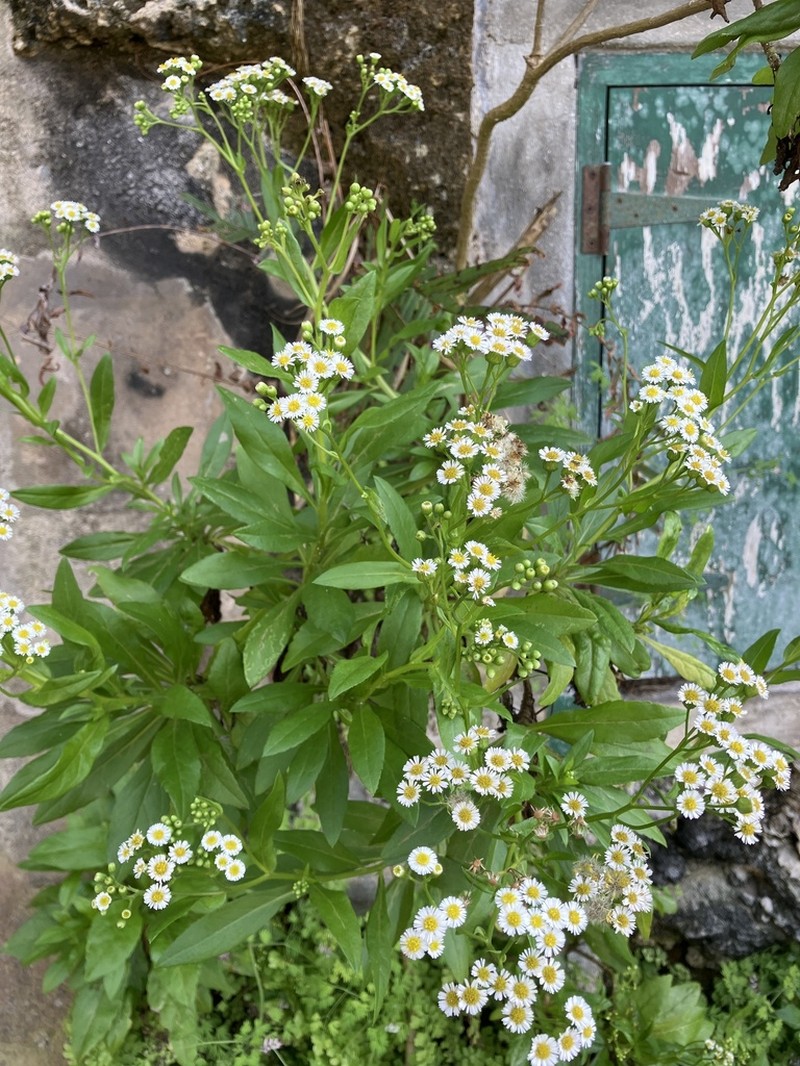 Erigeron darrellianus photo 3