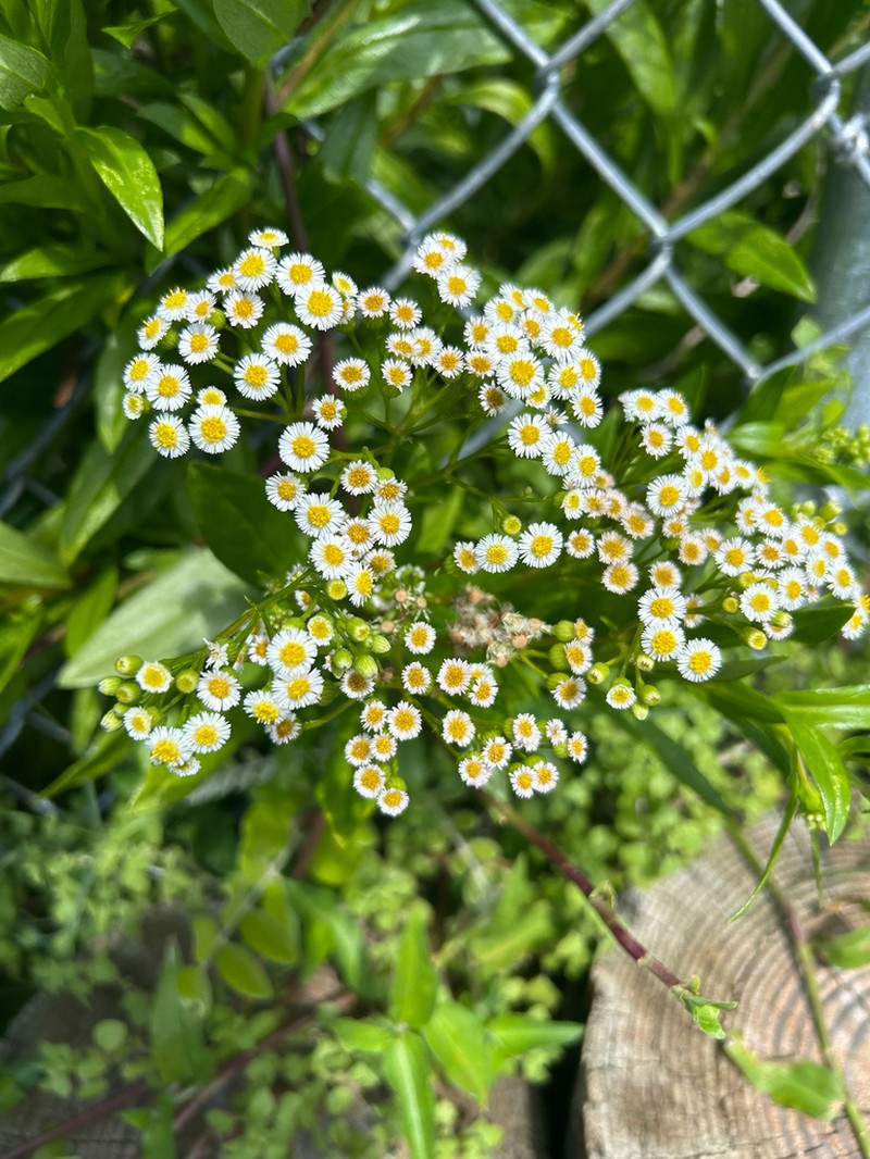 Erigeron darrellianus photo 4