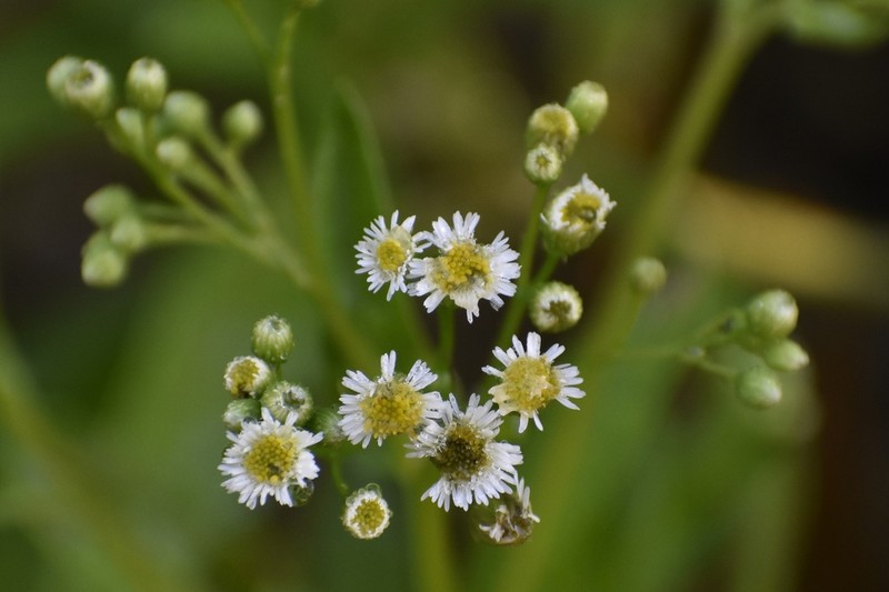 Erigeron darrellianus photo 5
