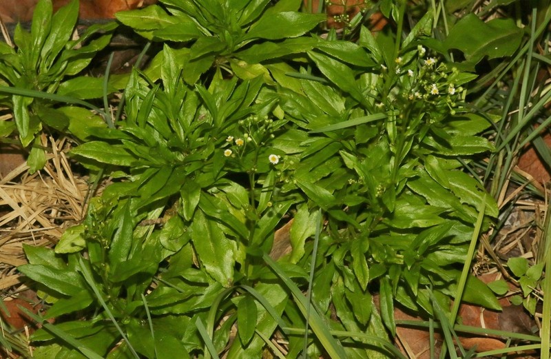 Erigeron darrellianus photo 8