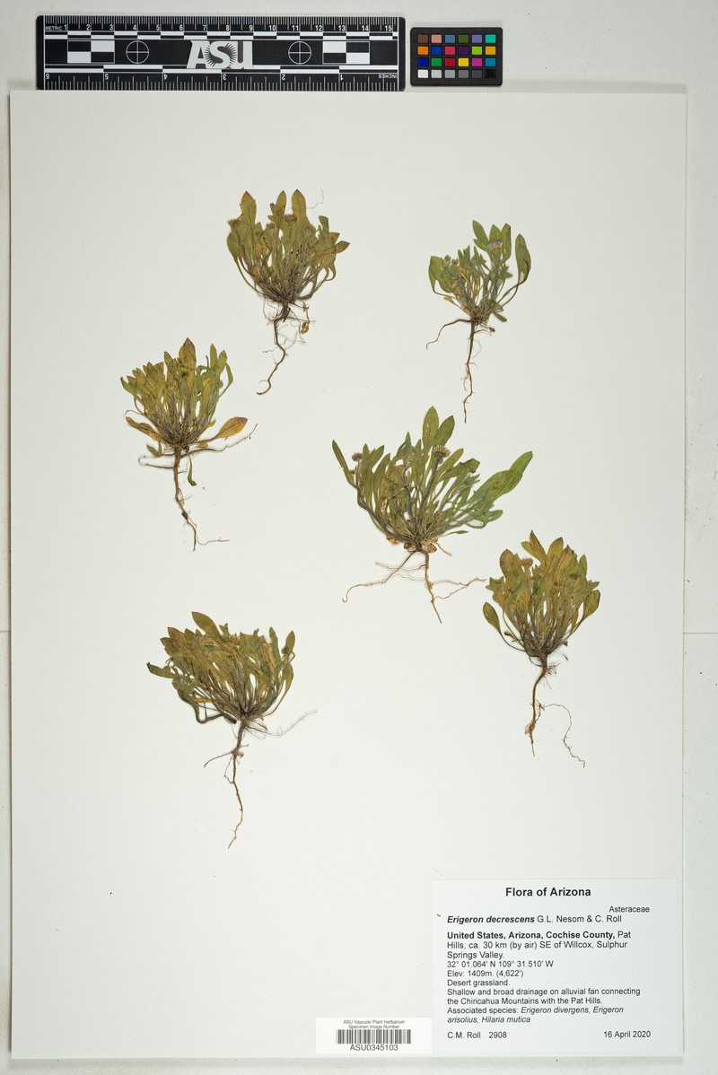 Erigeron decrescens