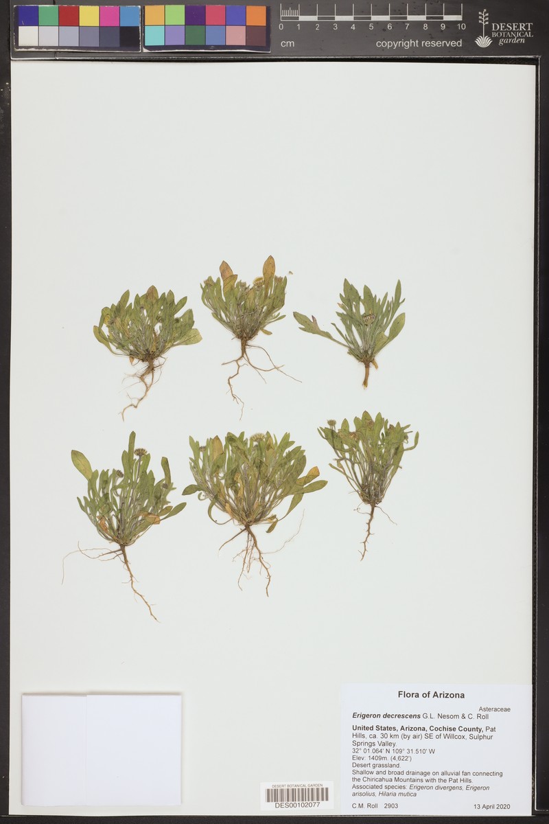 Erigeron decrescens photo 4