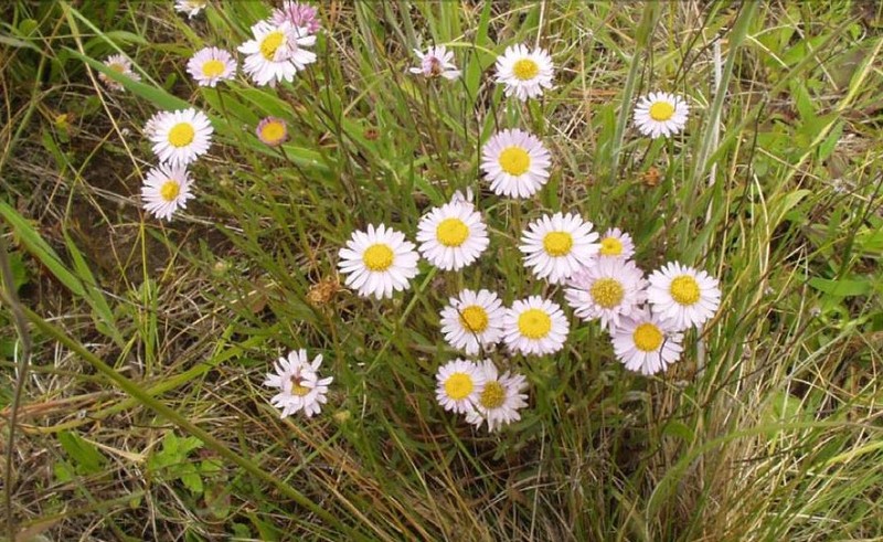 Willamette Fleabane