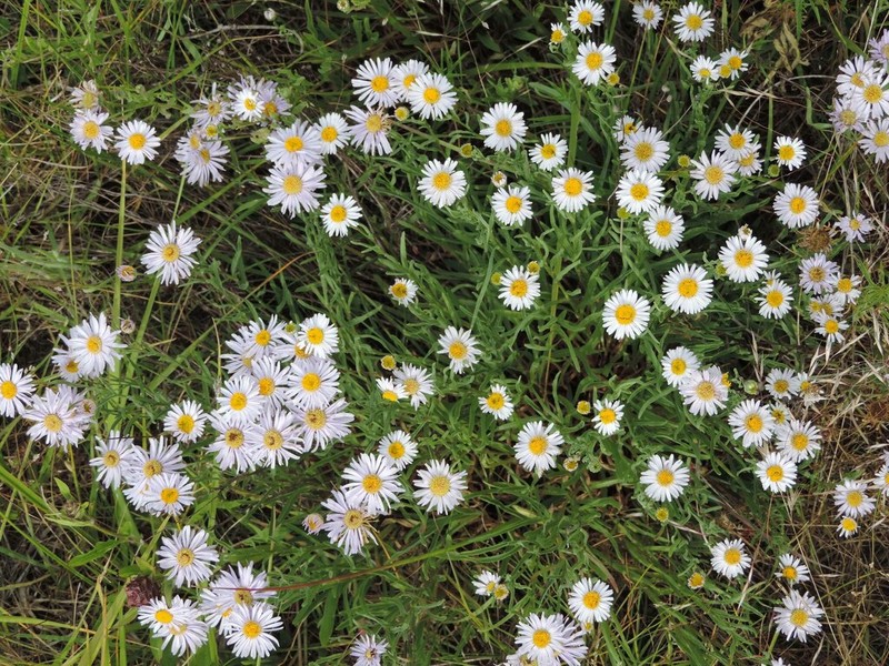 Willamette Fleabane