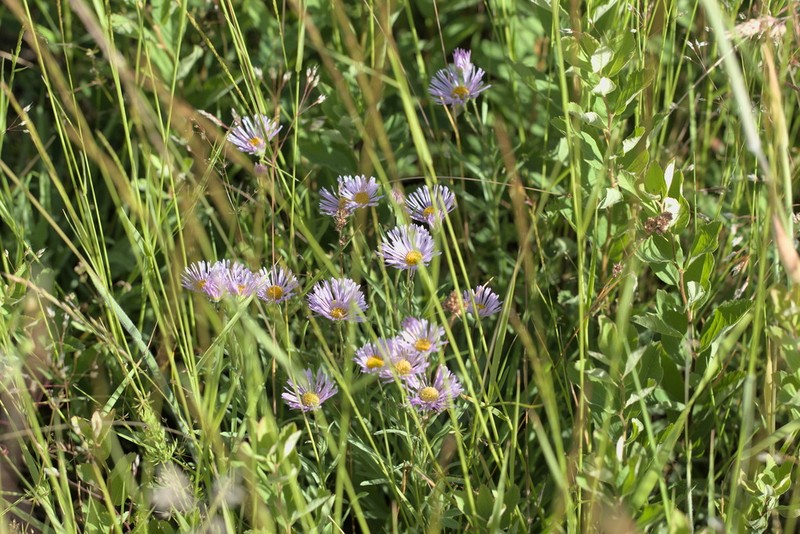 Willamette Fleabane photo 2
