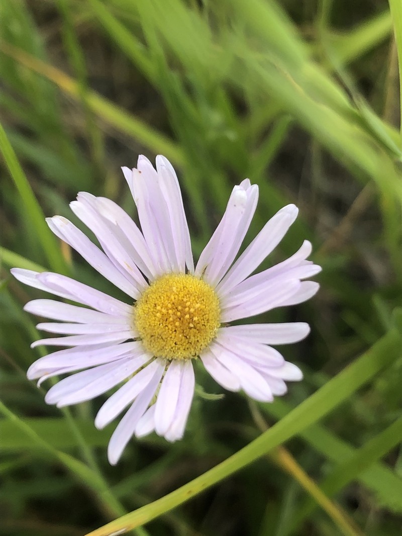 Willamette Fleabane photo 3