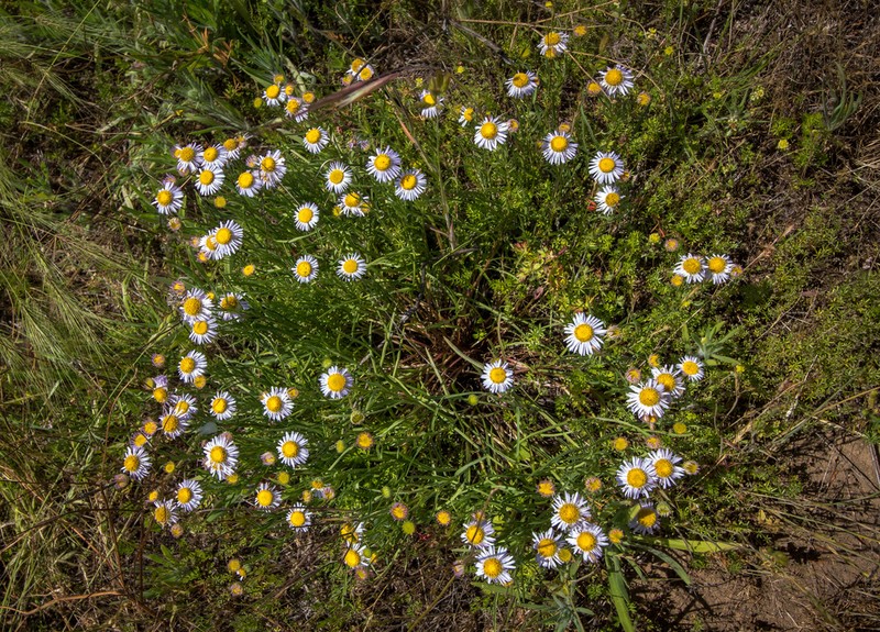 Willamette Fleabane photo 4
