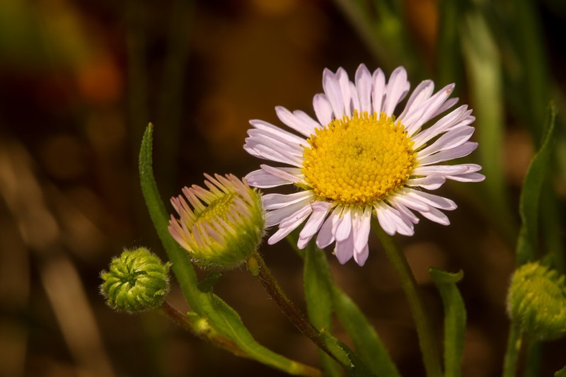 Willamette Fleabane photo 5