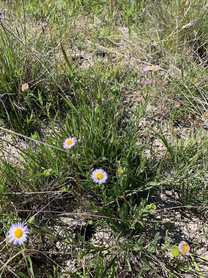 Willamette Fleabane photo 6