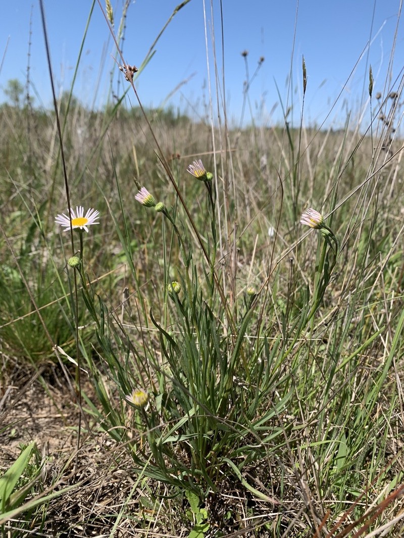 Willamette Fleabane photo 7