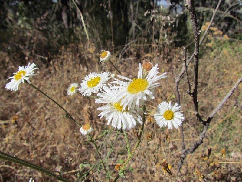 Erigeron delphiniifolius