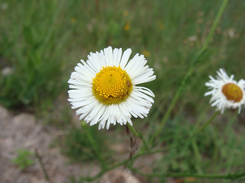 Erigeron delphiniifolius photo 2