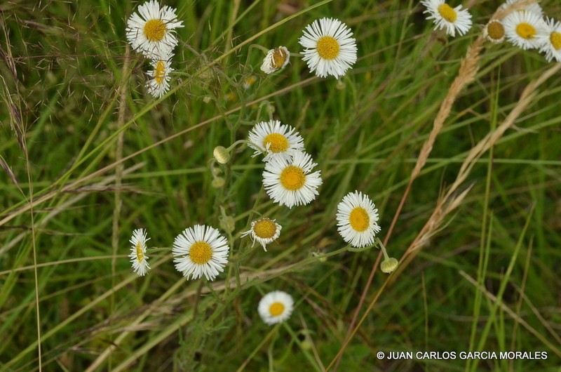 Erigeron delphiniifolius photo 3