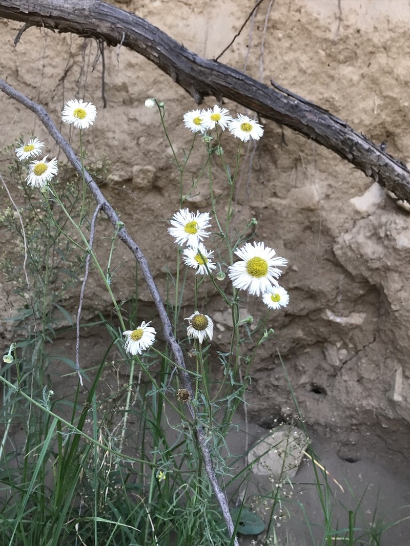 Erigeron delphiniifolius photo 4