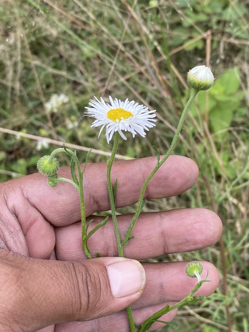 Erigeron delphiniifolius photo 5