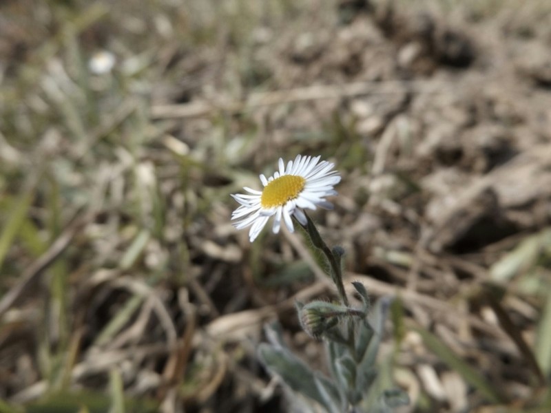 Erigeron delphiniifolius photo 6
