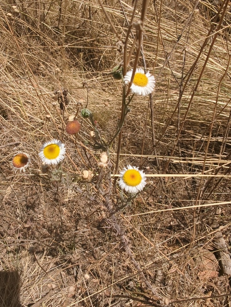 Erigeron delphiniifolius photo 7