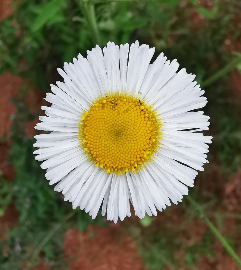 Erigeron delphiniifolius photo 8