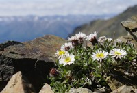 Mex's Fleabane