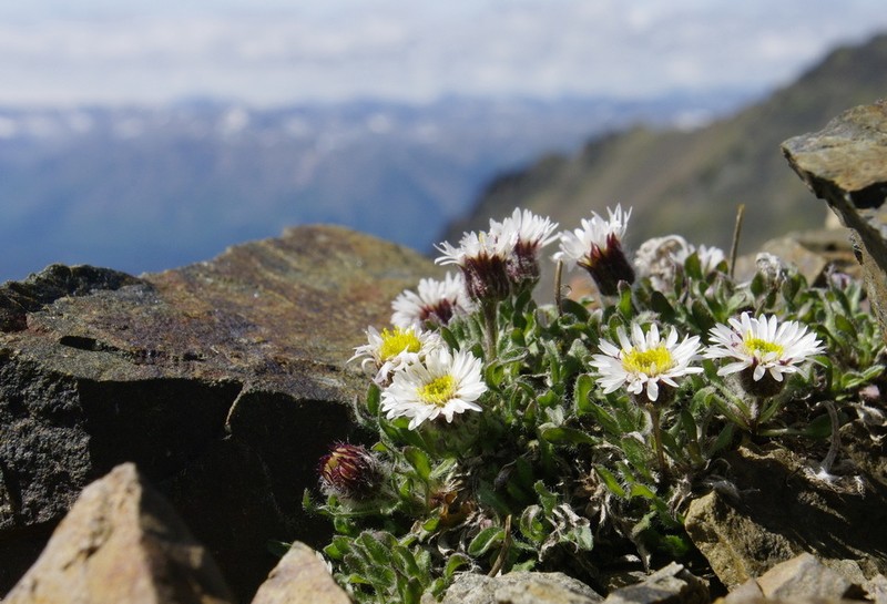 Mex's Fleabane