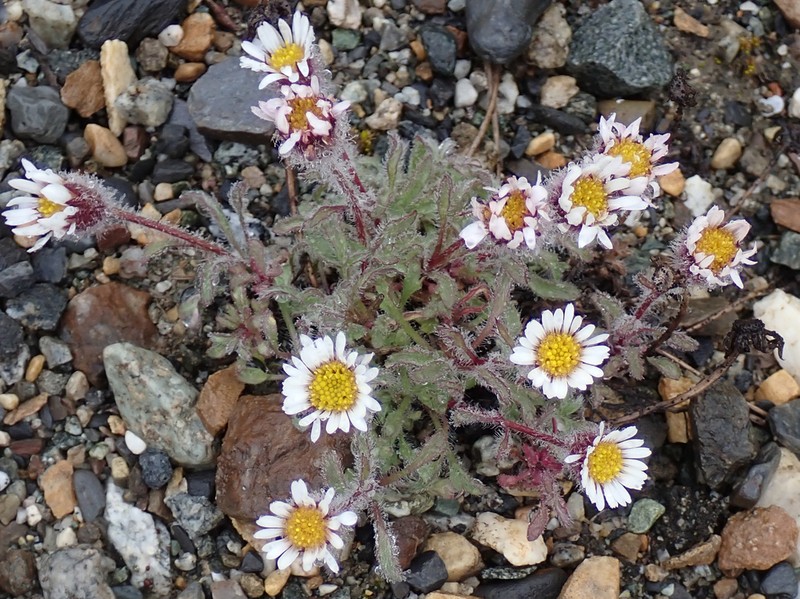 Mex's Fleabane photo 2